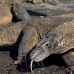 dragon_komodo_hsb_rinca_v_1522_kom3867.jpg